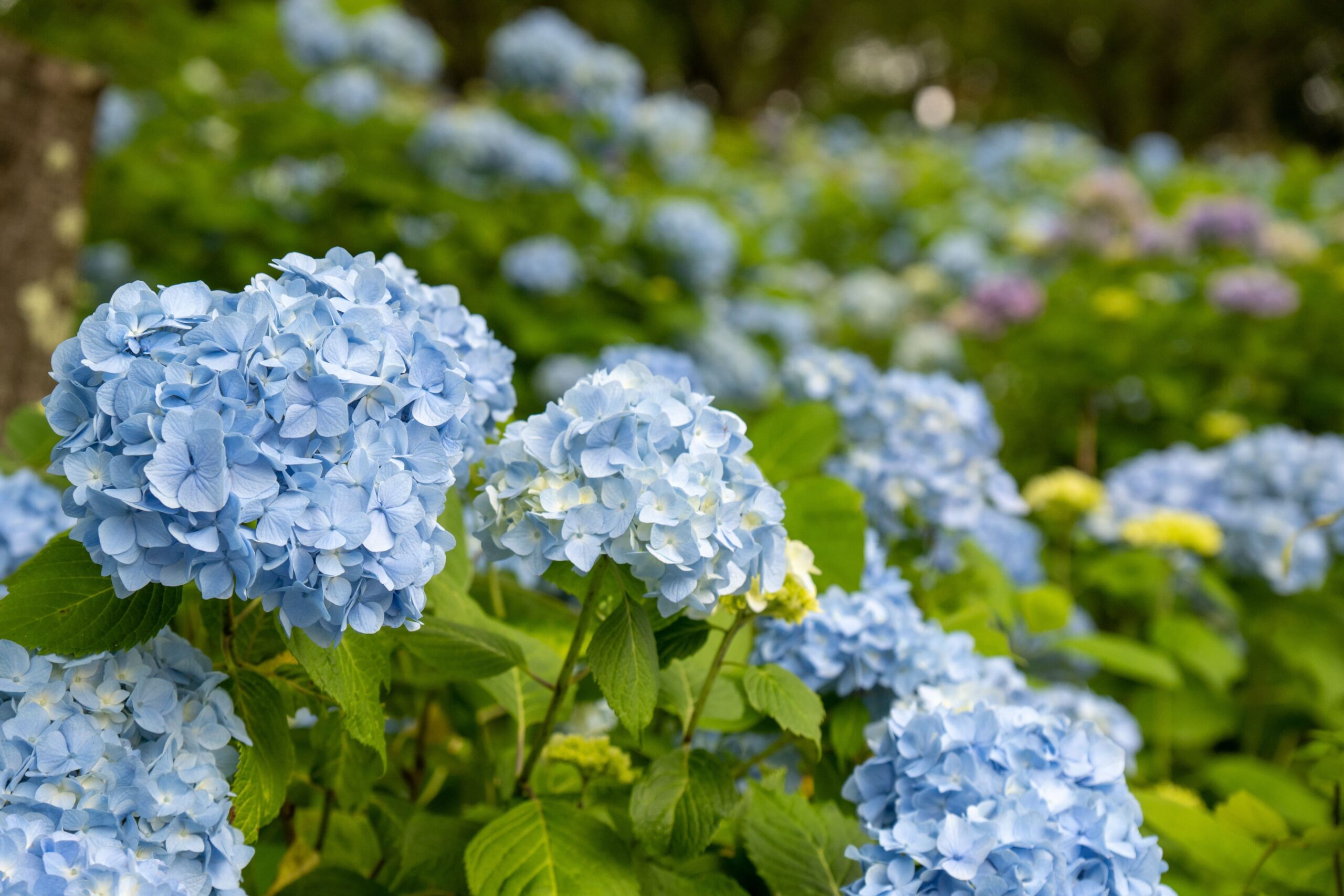Blue FLowers