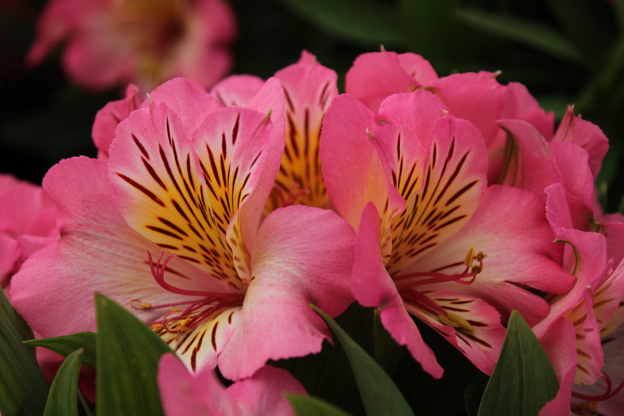 Alstroemeria Flower