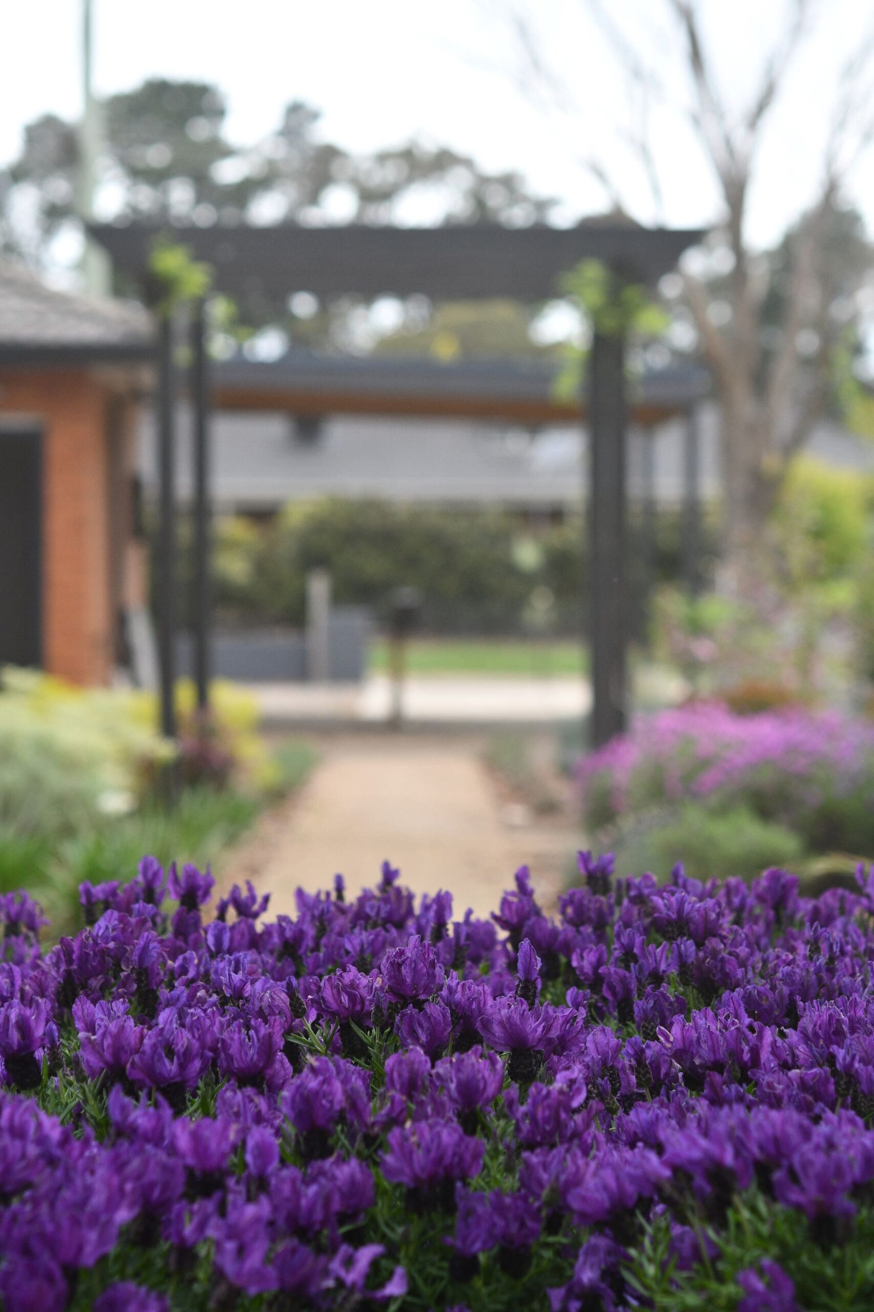 Living Fashion - A big bunch of purple flowers
