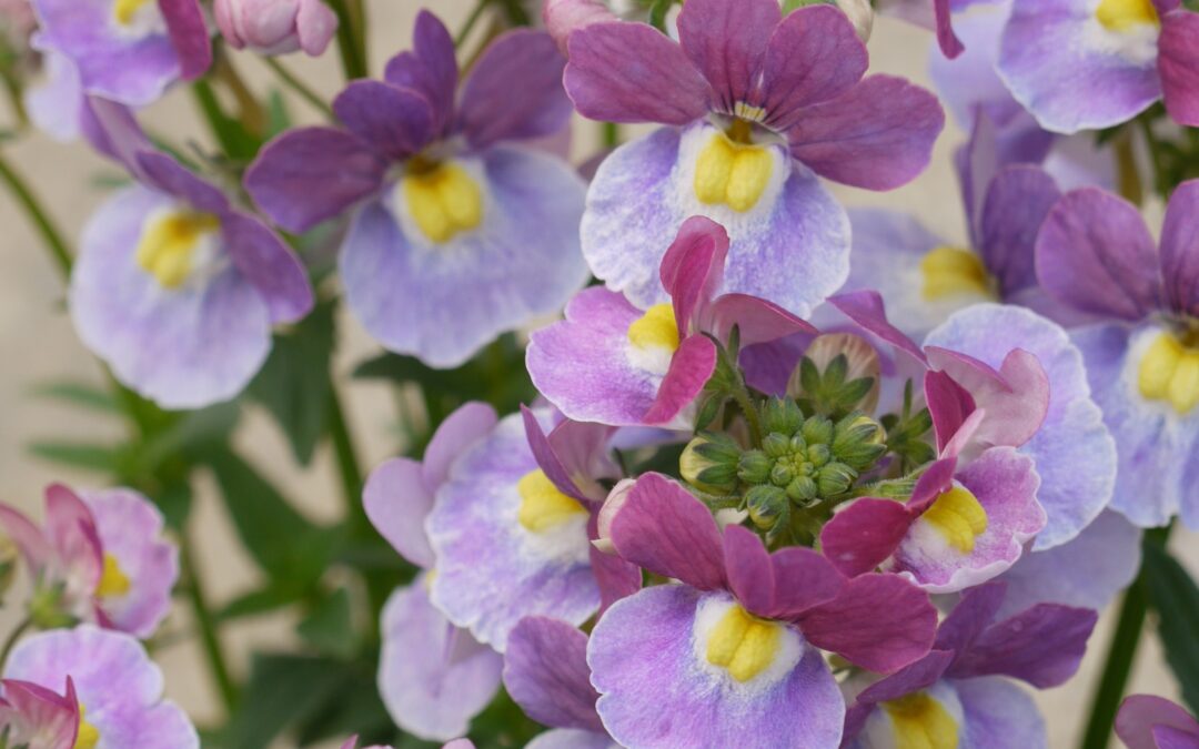 Nemesia Lilac Queen