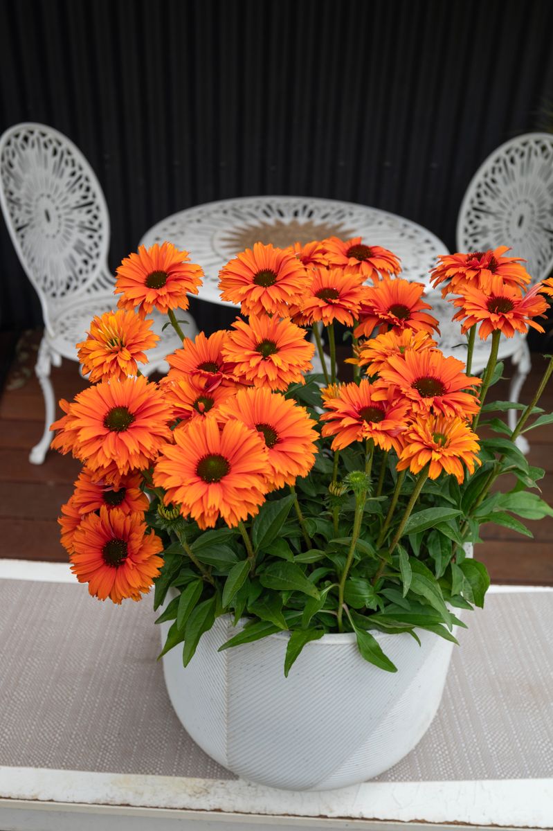 Orange Flowers