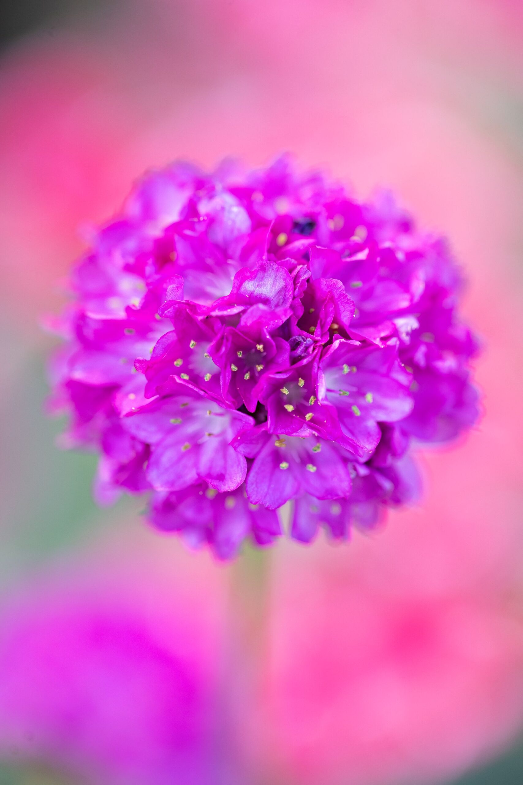 Bright Pink Flower