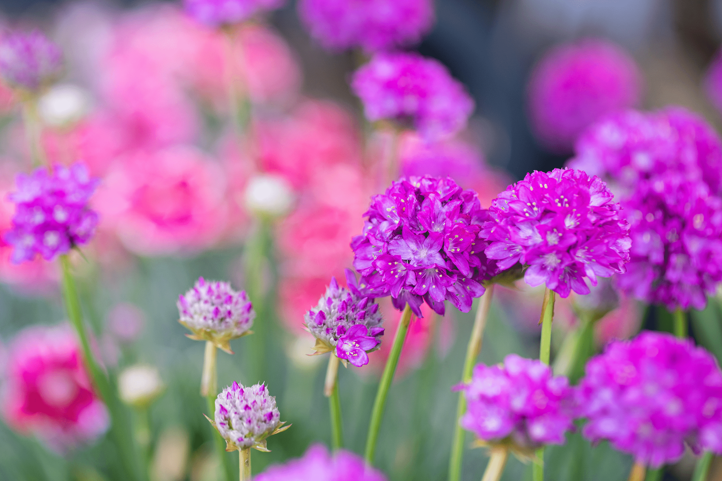 Dreameria_Purple_PMA_2021-7.0 1-min Living Fashion - Purple Flowers